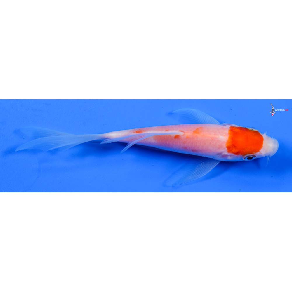 5” Imported Kohaku Butterfly Koi