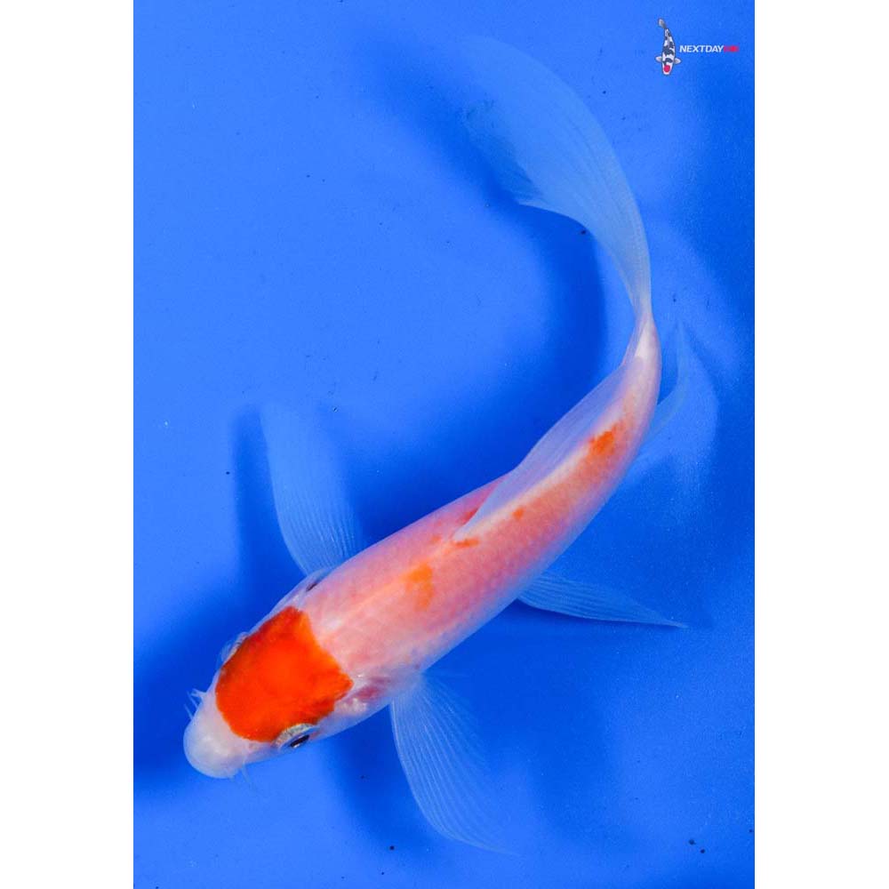 5” Imported Kohaku Butterfly Koi