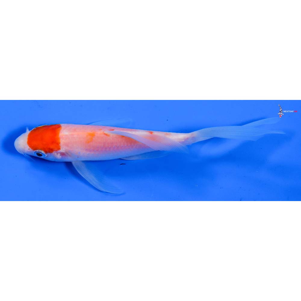 5” Imported Kohaku Butterfly Koi