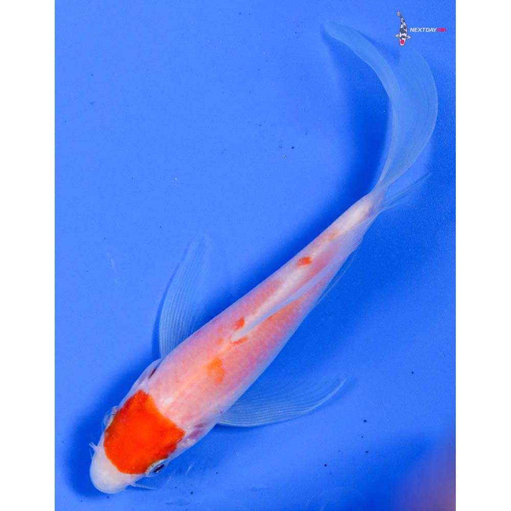 5” Imported Kohaku Butterfly Koi