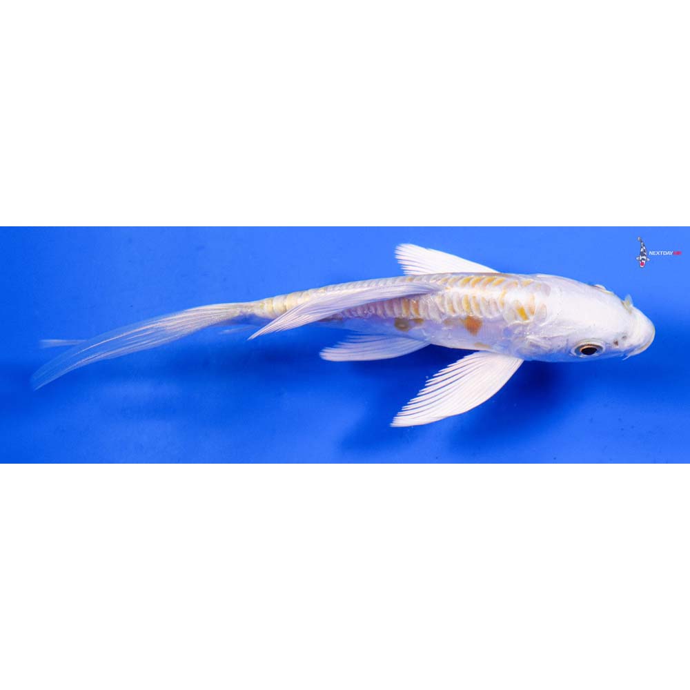 4.5” Imported Doitsu Lemon Hariwake Butterfly Koi