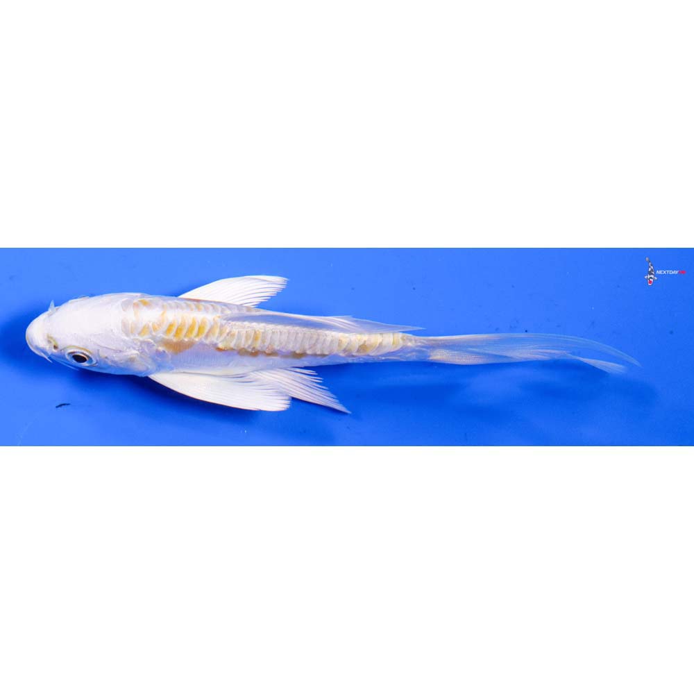4.5” Imported Doitsu Lemon Hariwake Butterfly Koi