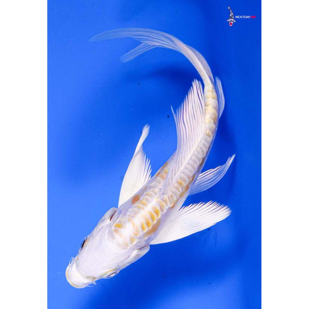 4.5” Imported Doitsu Lemon Hariwake Butterfly Koi