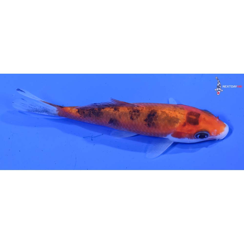 3.5” Imported Sanke