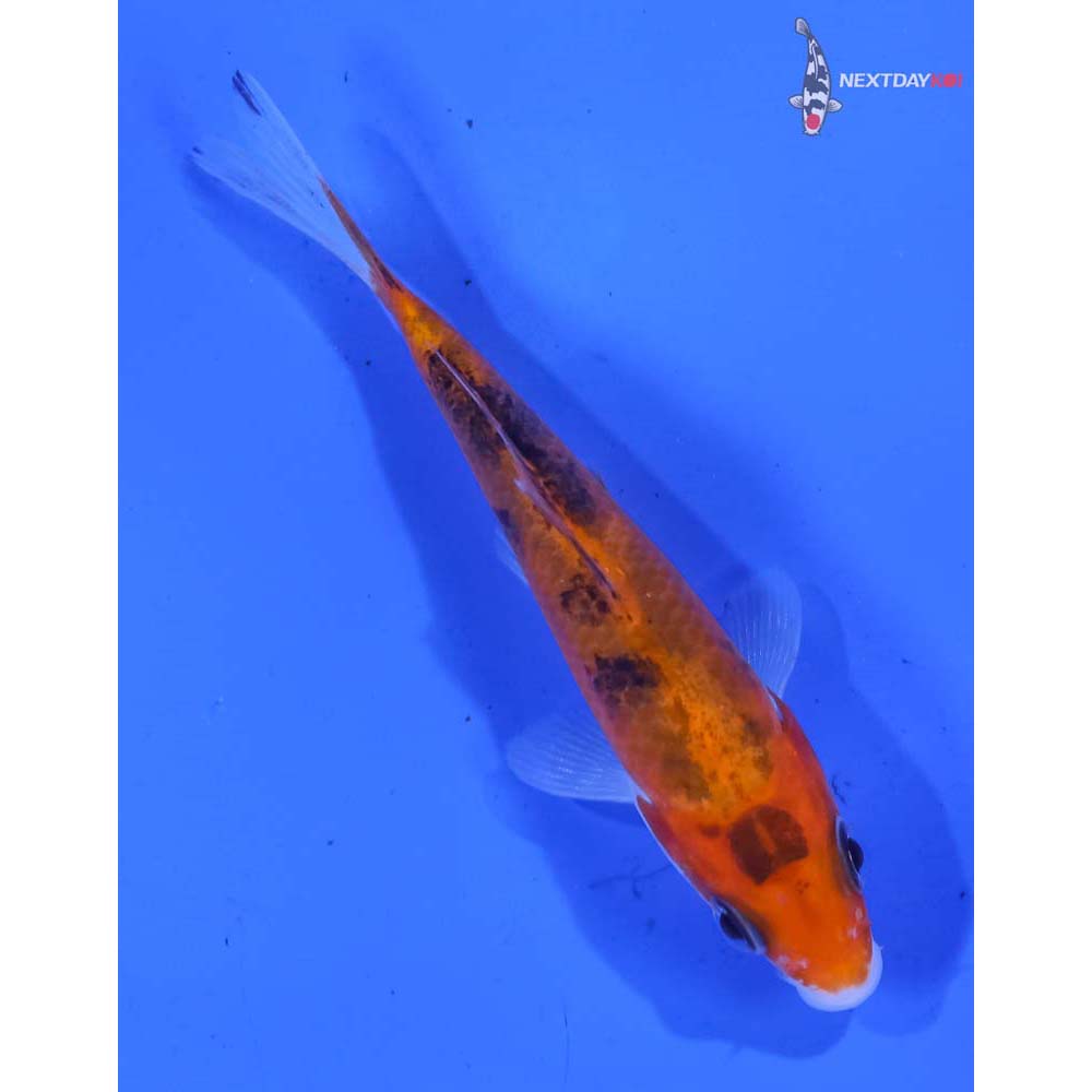 3.5” Imported Sanke