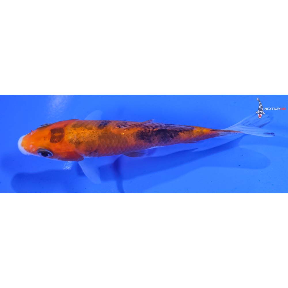 3.5” Imported Sanke