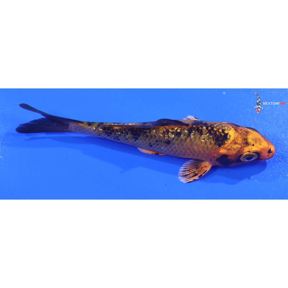 4” Imported Kin Aka Bekko