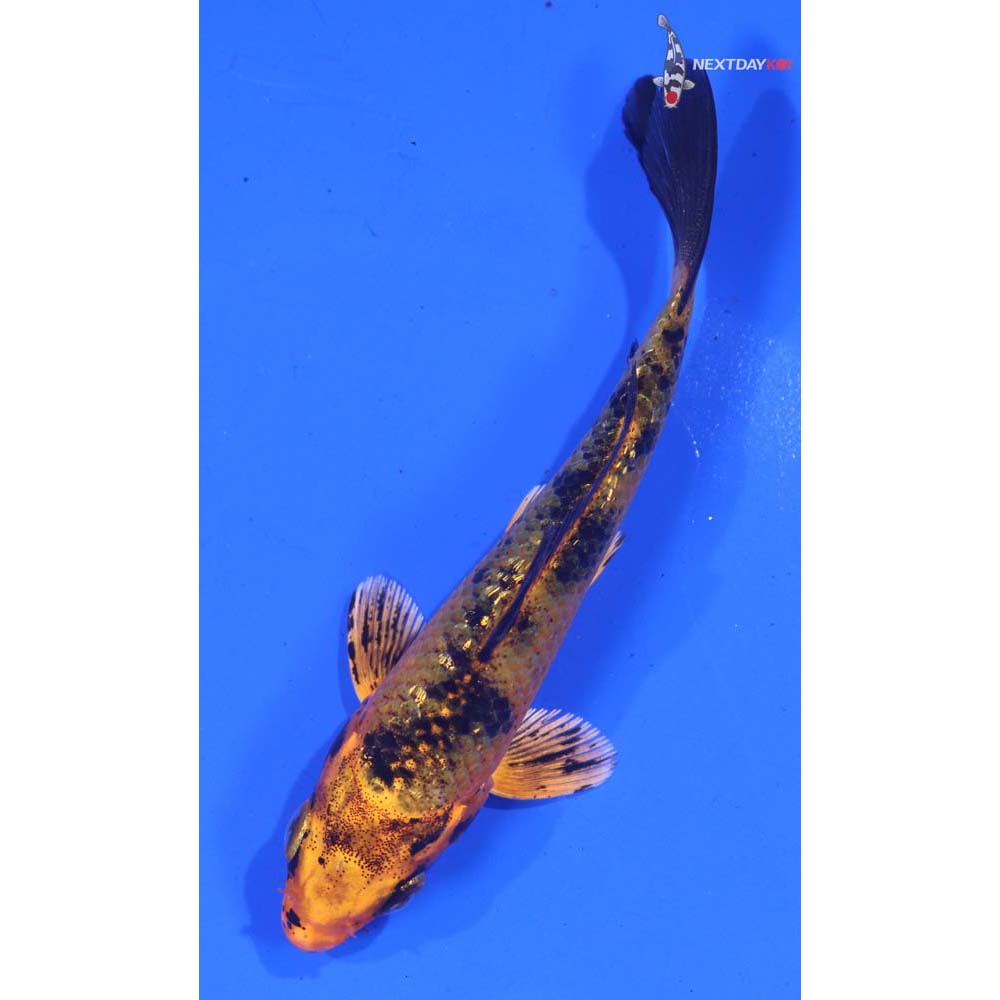 4” Imported Kin Aka Bekko