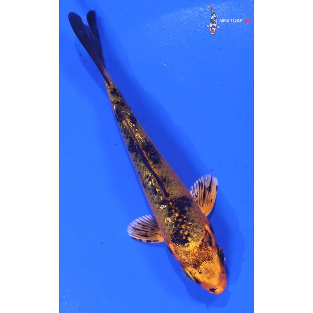 4” Imported Kin Aka Bekko