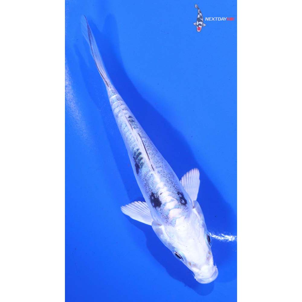 4” Imported Doitsu Gin Shiro Bekko