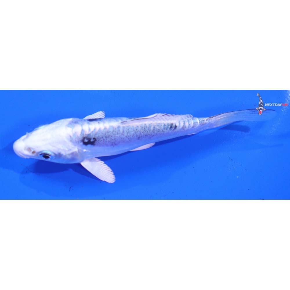 4” Imported Doitsu Gin Shiro Bekko