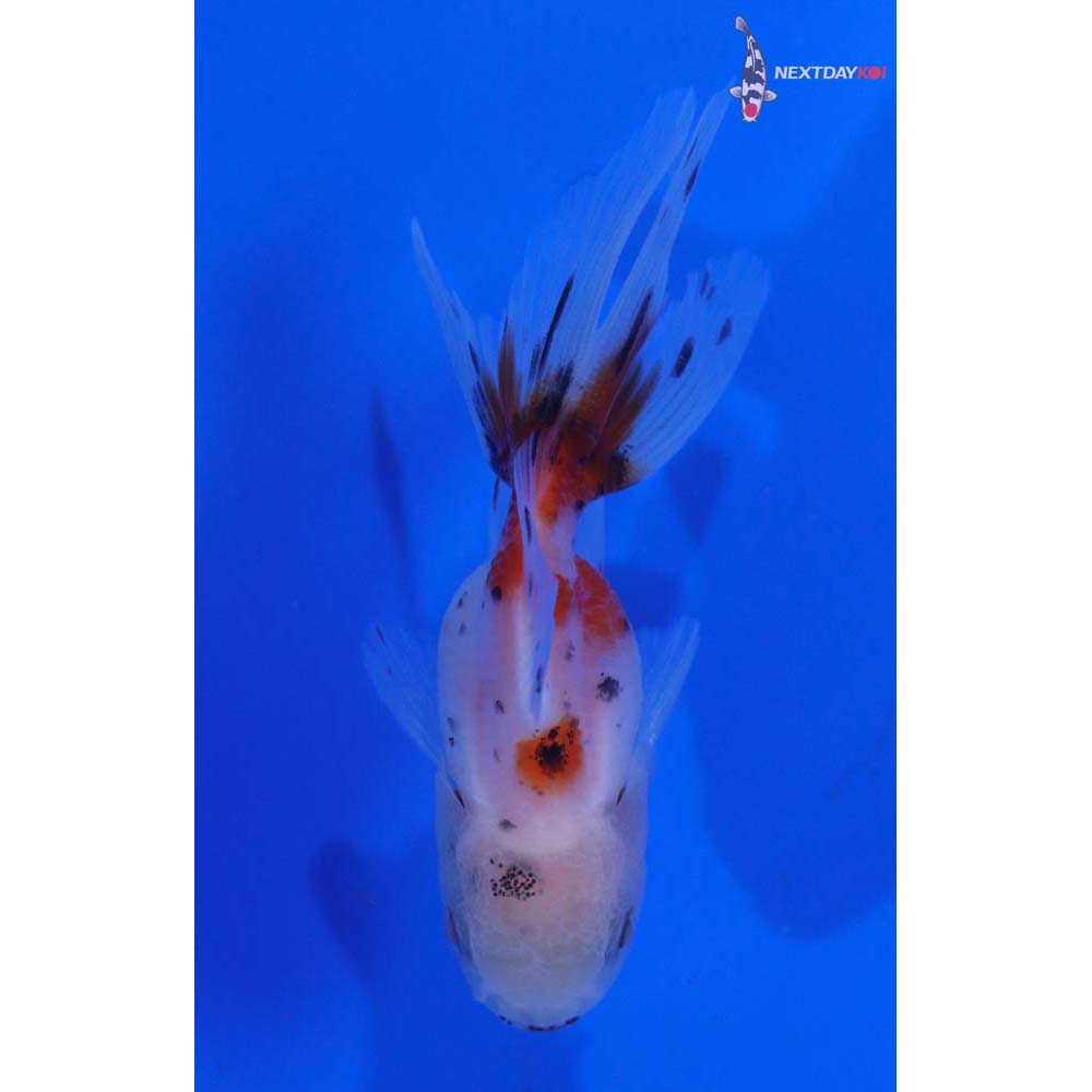 2.5” Imported Calico Oranda