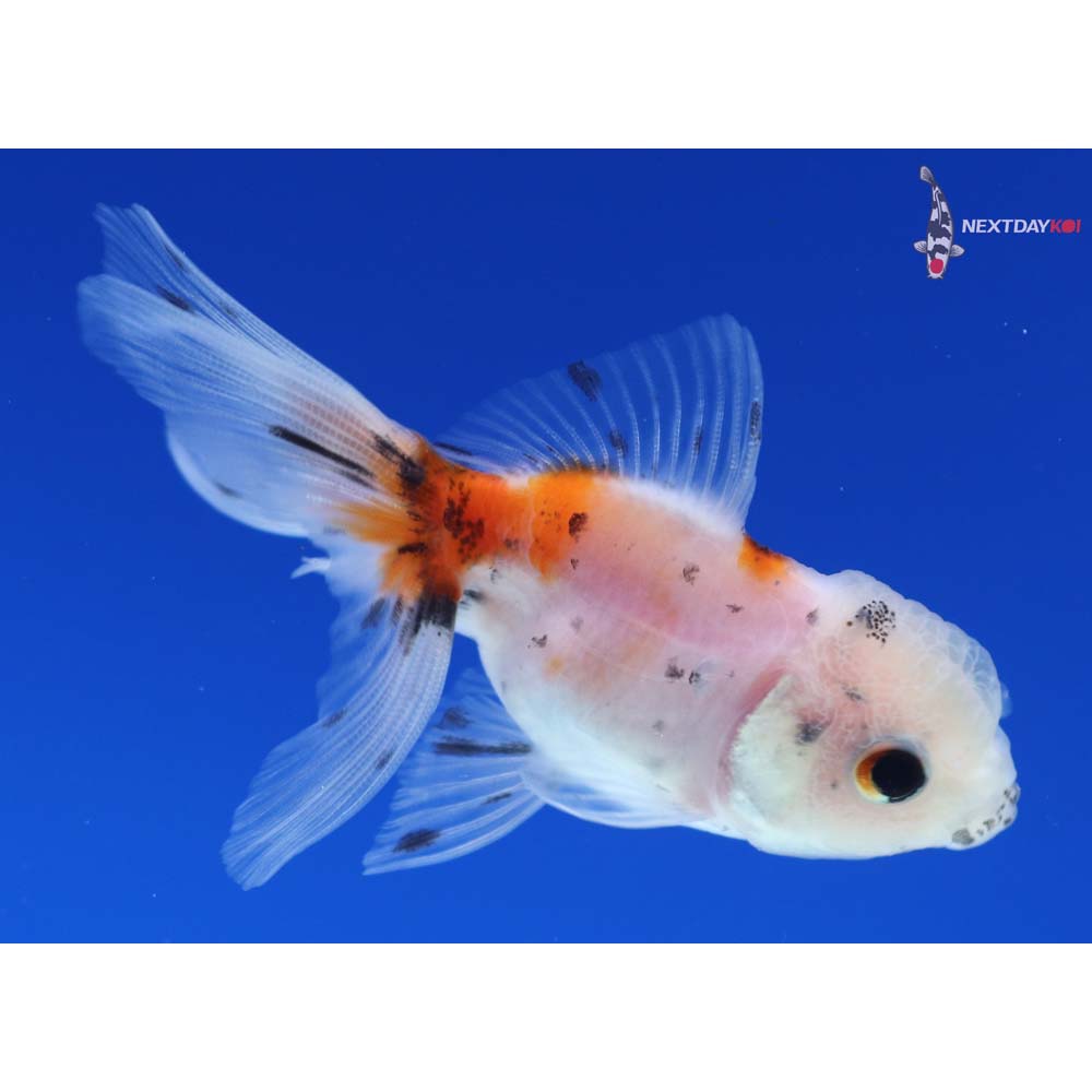 2.5” Imported Calico Oranda