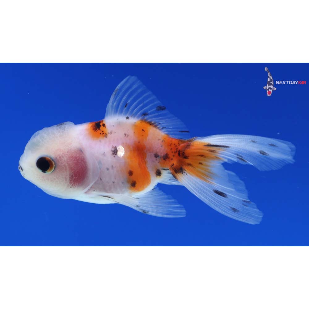 2.5” Imported Calico Oranda