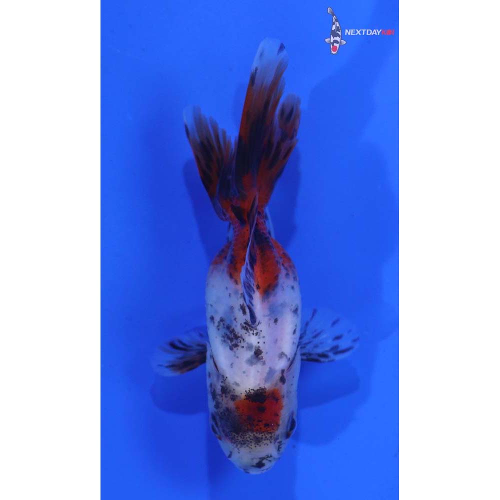 2.5” Imported Calico Oranda