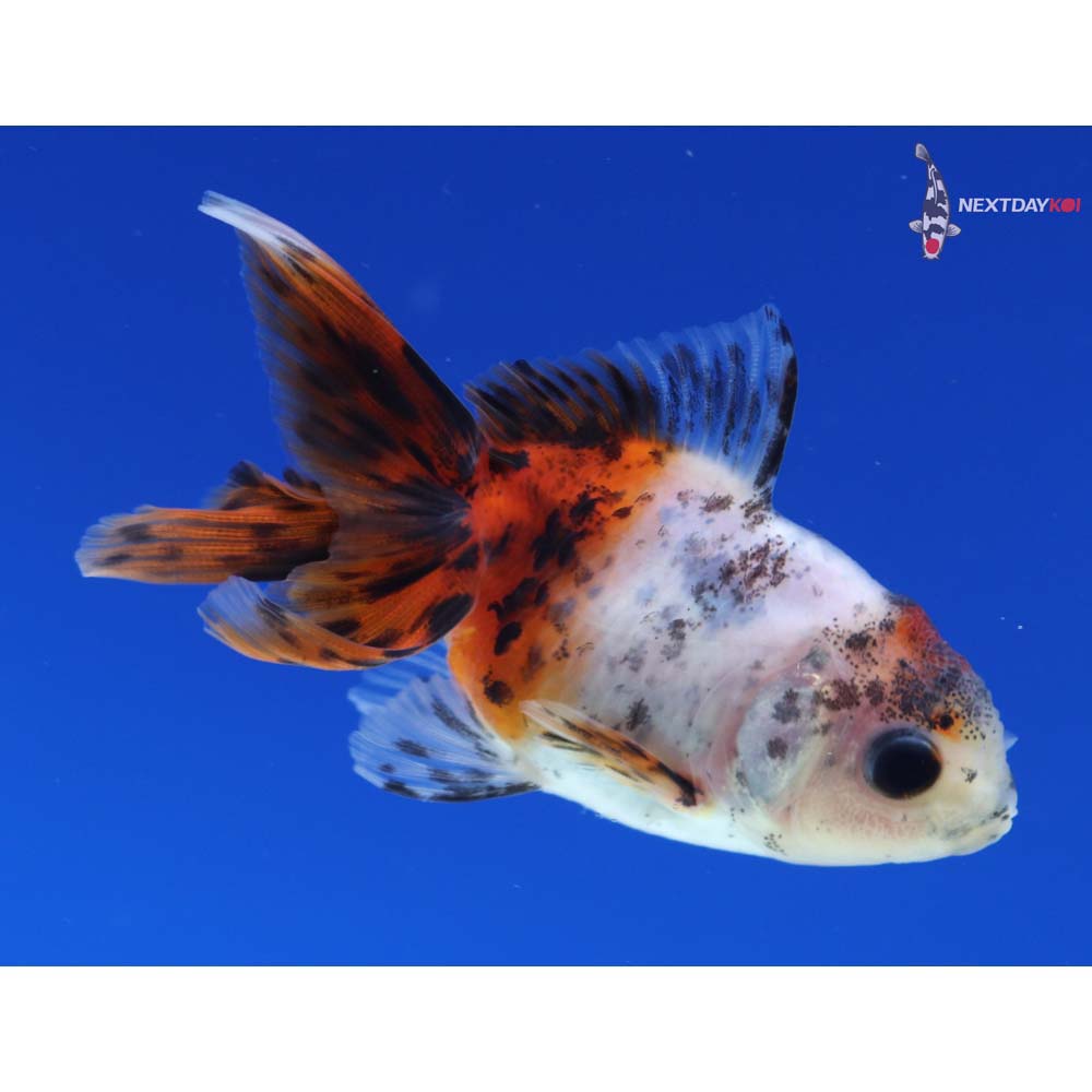 2.5” Imported Calico Oranda