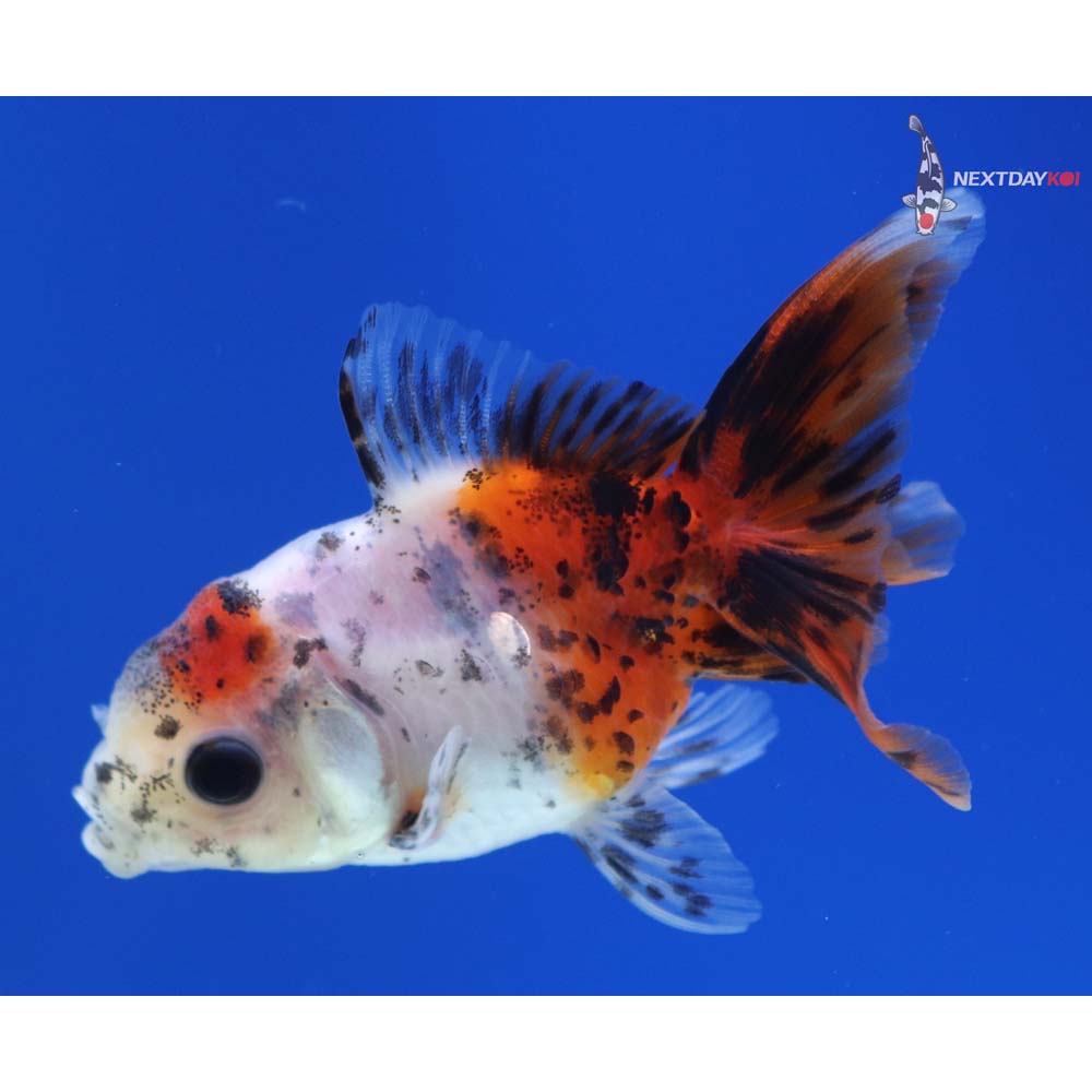 2.5” Imported Calico Oranda