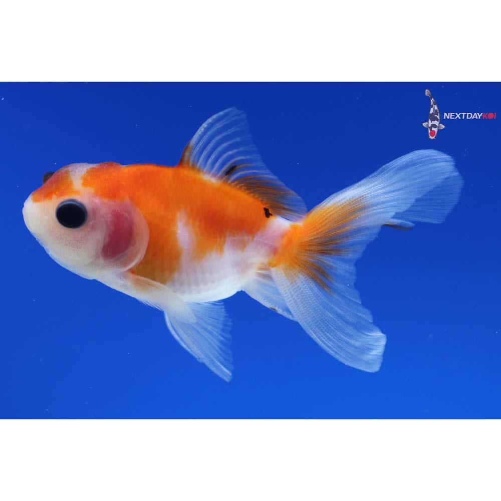 3” Imported Calico Oranda