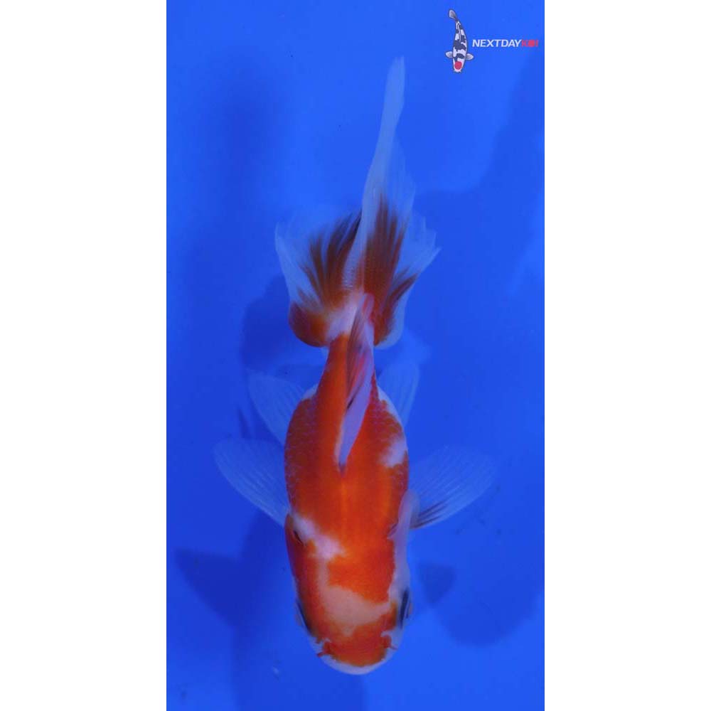 3” Imported Calico Oranda