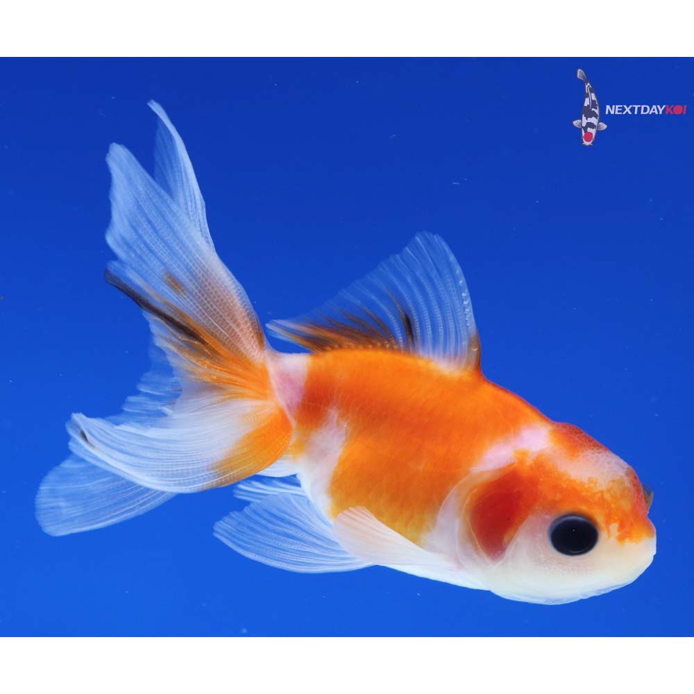 3” Imported Calico Oranda