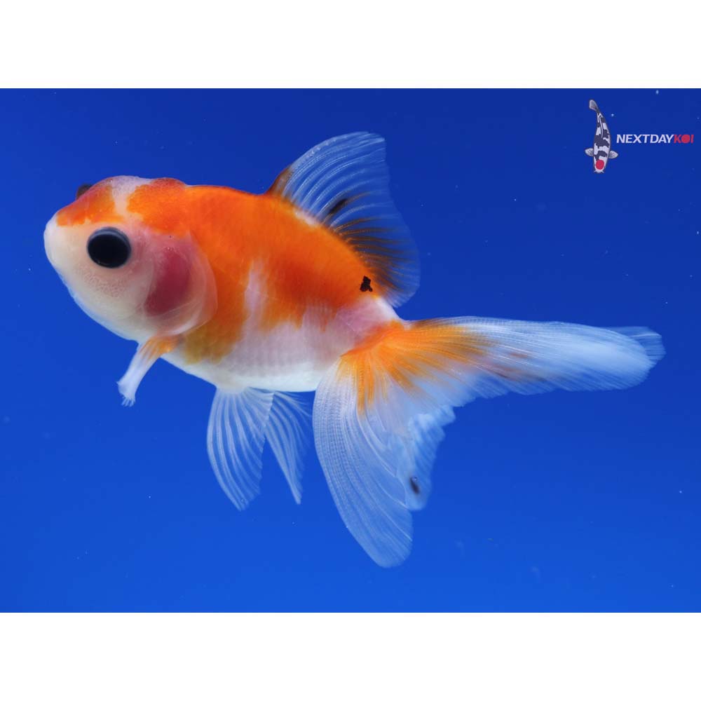 3” Imported Calico Oranda