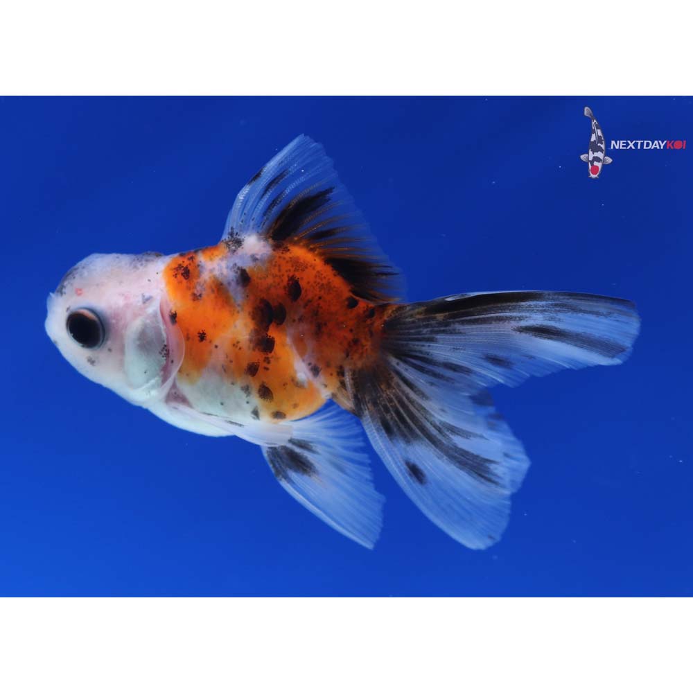 2.5” Imported Calico Oranda