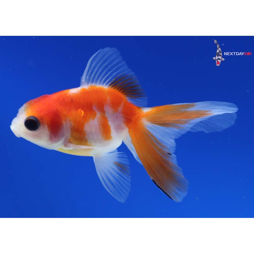 3” Imported Red and White Oranda
