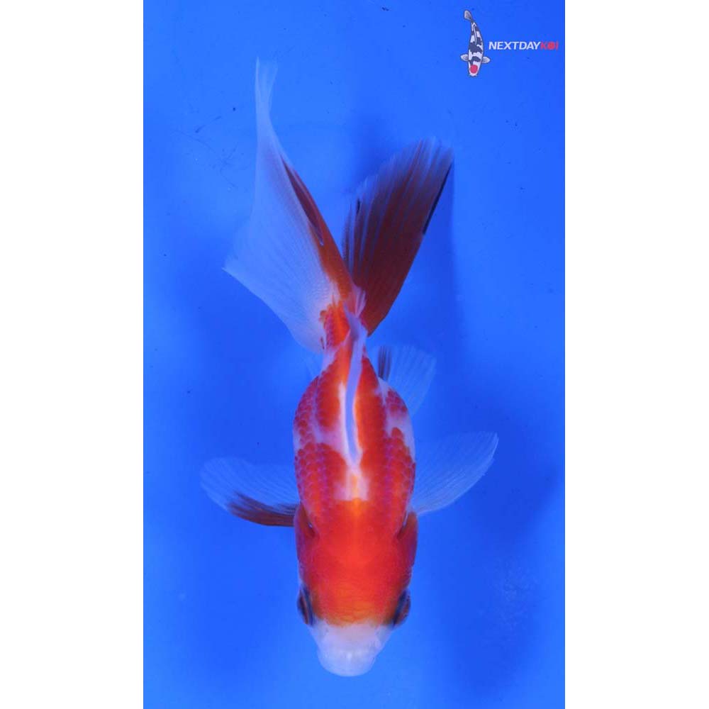 3” Imported Red and White Oranda