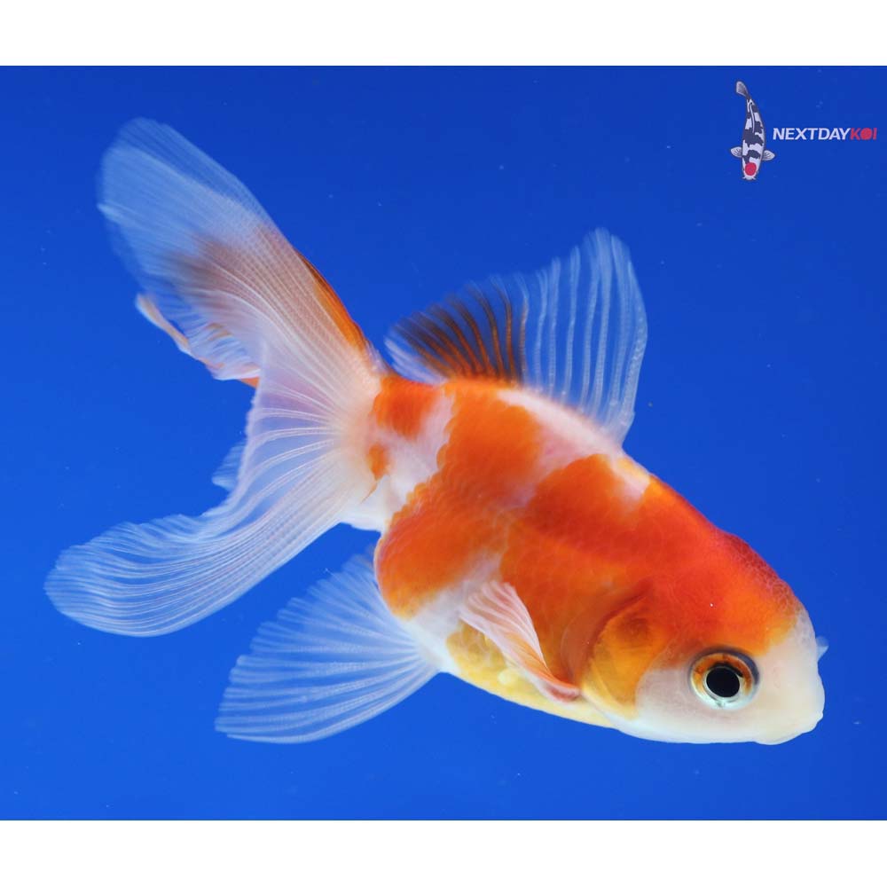 3” Imported Red and White Oranda