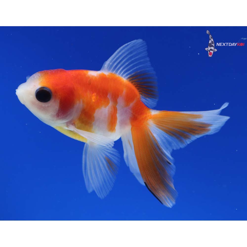 3” Imported Red and White Oranda