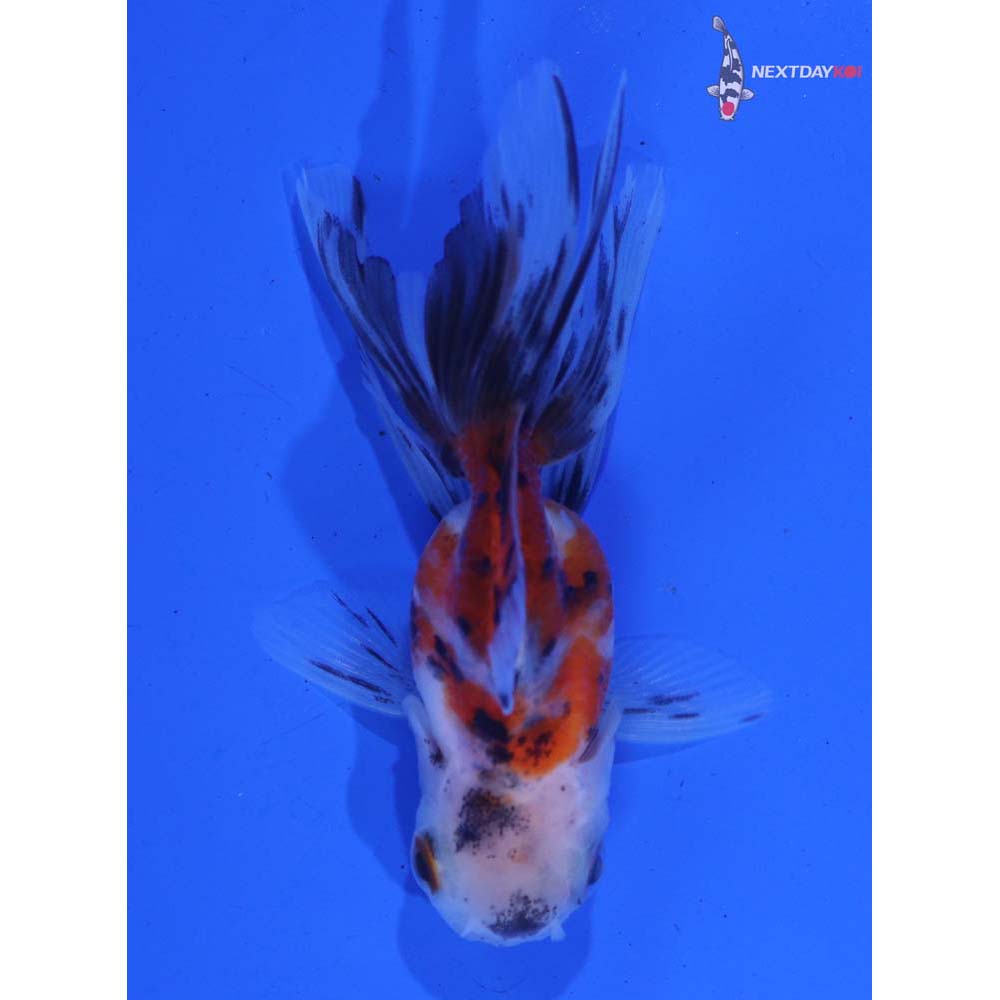 2.5” Imported Calico Oranda