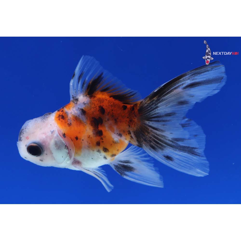 2.5” Imported Calico Oranda