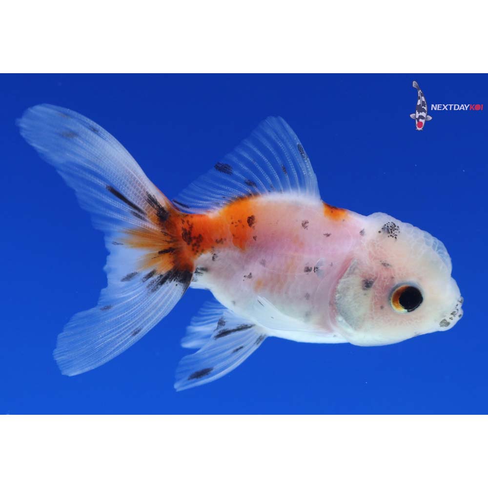 2.5” Imported Calico Oranda