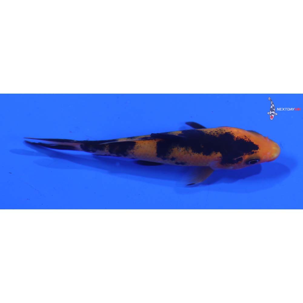 3” Imported Aka Bekko