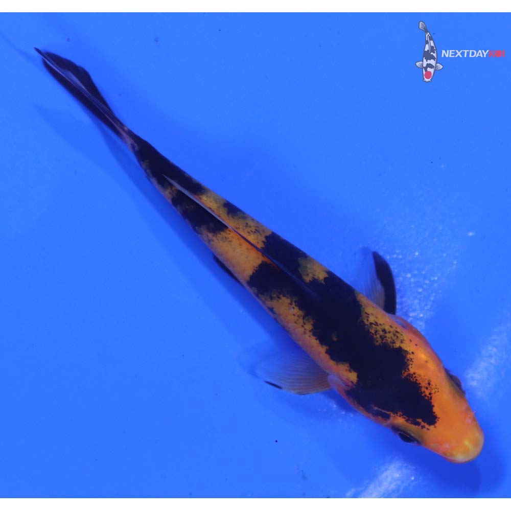 3” Imported Aka Bekko