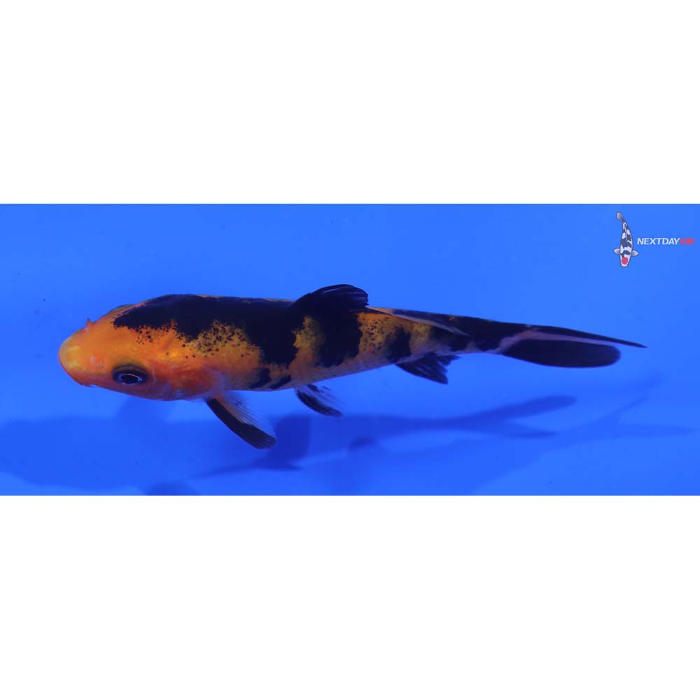 3” Imported Aka Bekko