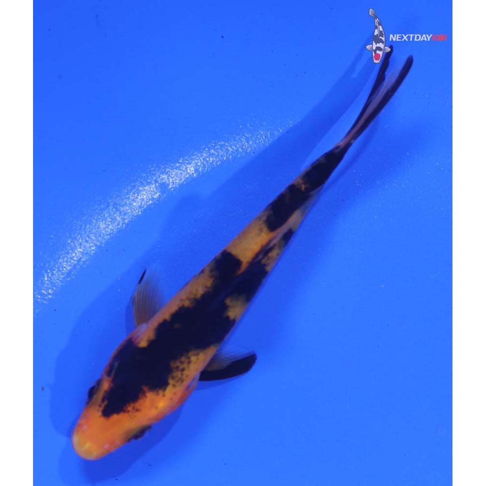 3” Imported Aka Bekko