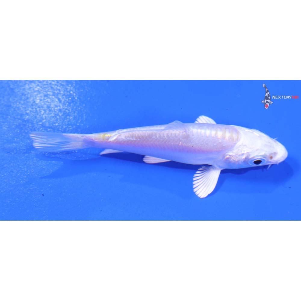 3” Imported Doitsu Platinum Ogon