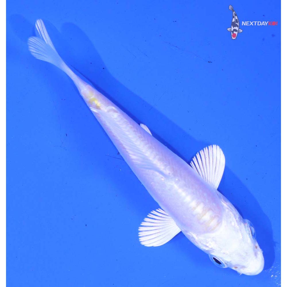 3” Imported Doitsu Platinum Ogon