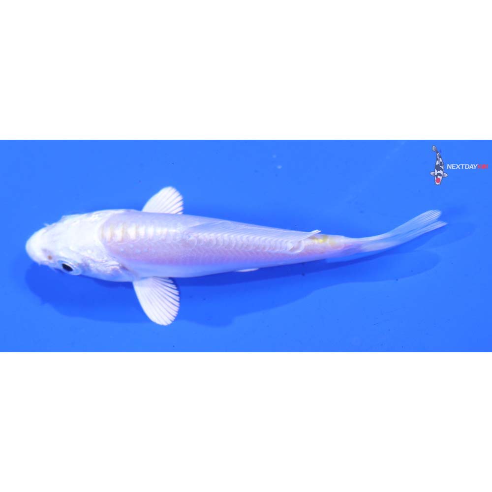 3” Imported Doitsu Platinum Ogon