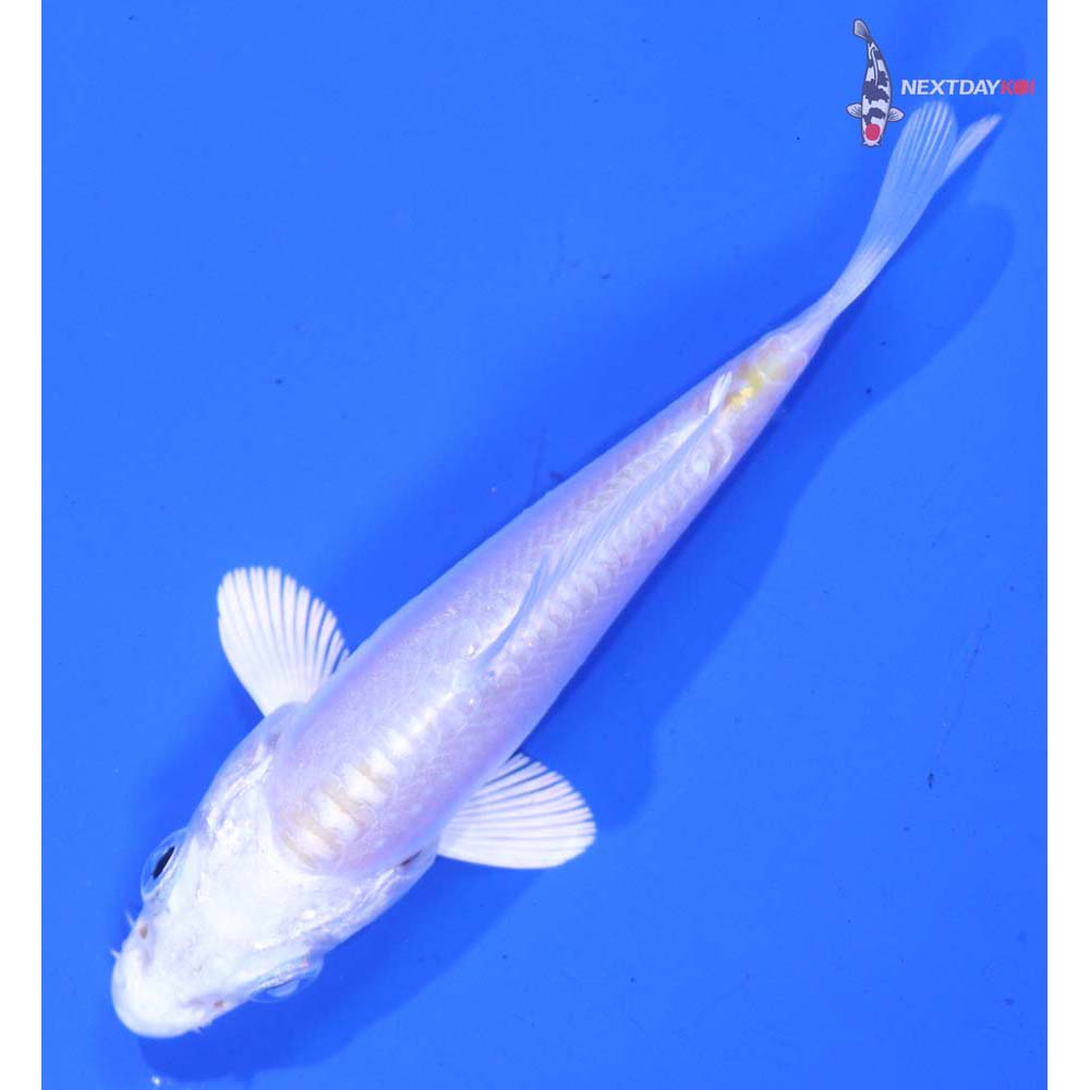 3” Imported Doitsu Platinum Ogon