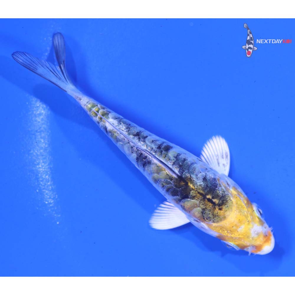 3.5” Imported Armor Scaled Yamato Nishiki