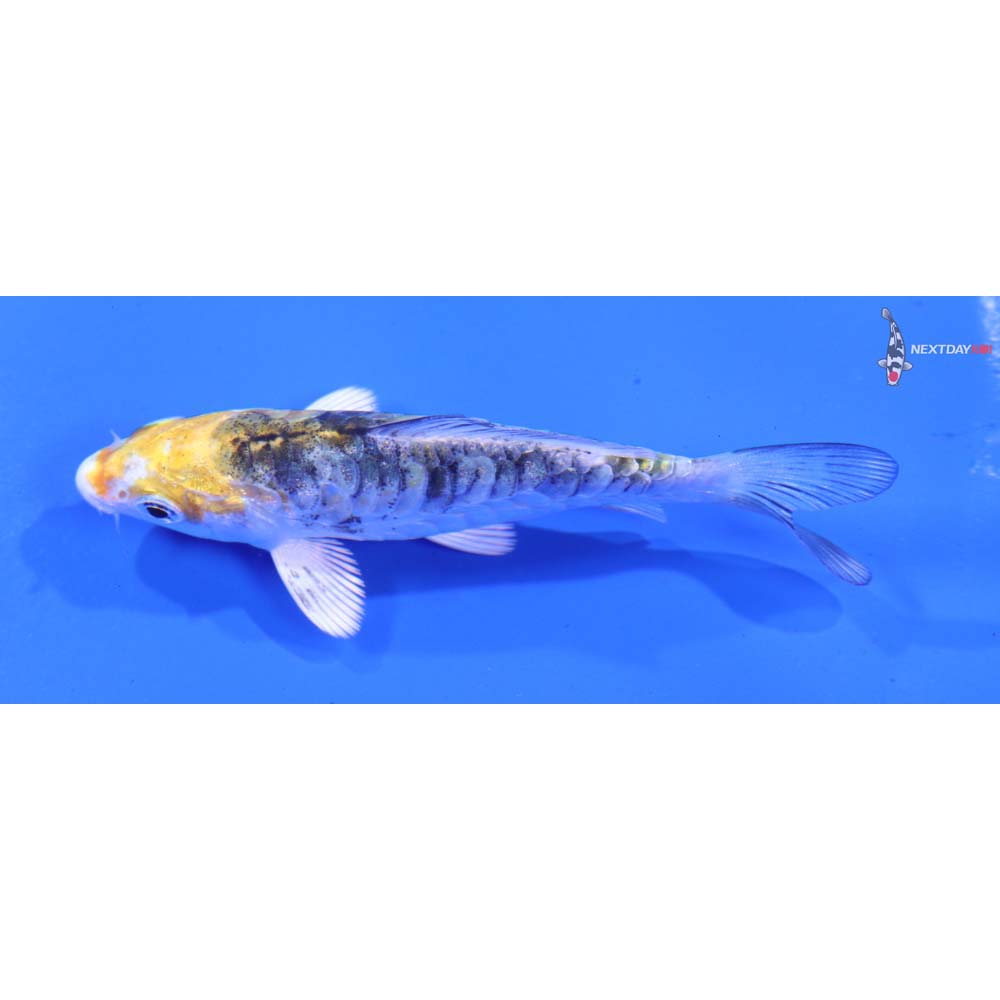 3.5” Imported Armor Scaled Yamato Nishiki