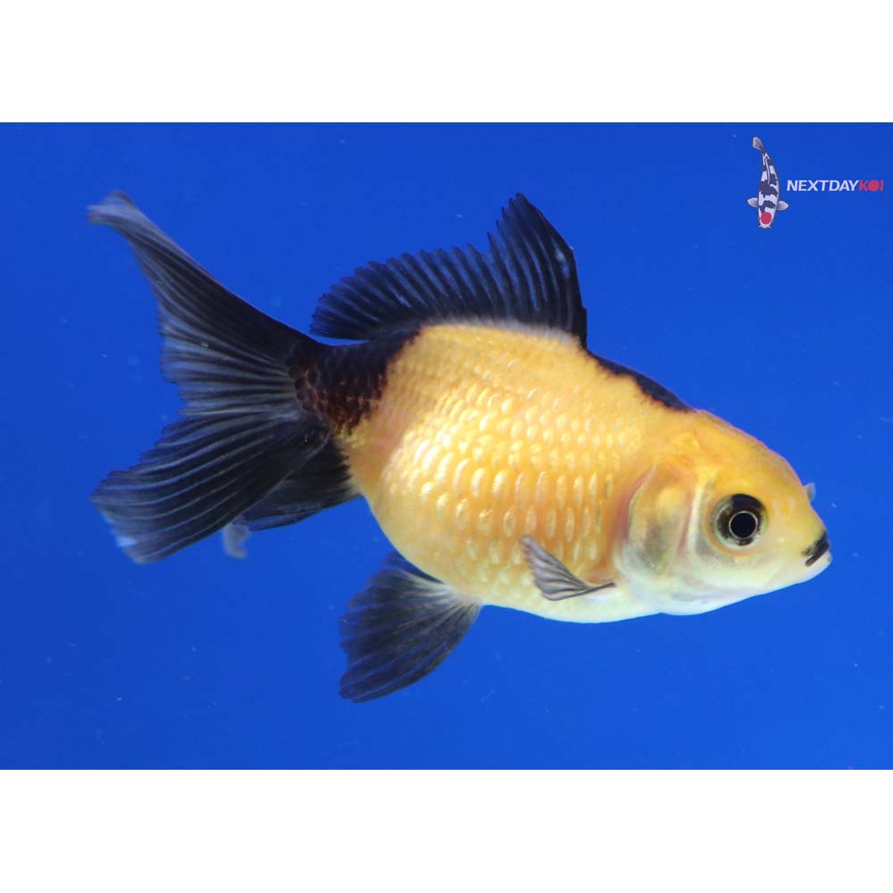 2” Imported Yellow and Black Pearlscale