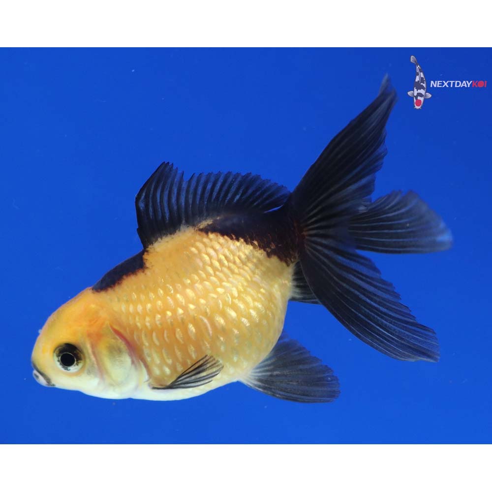 2” Imported Yellow and Black Pearlscale