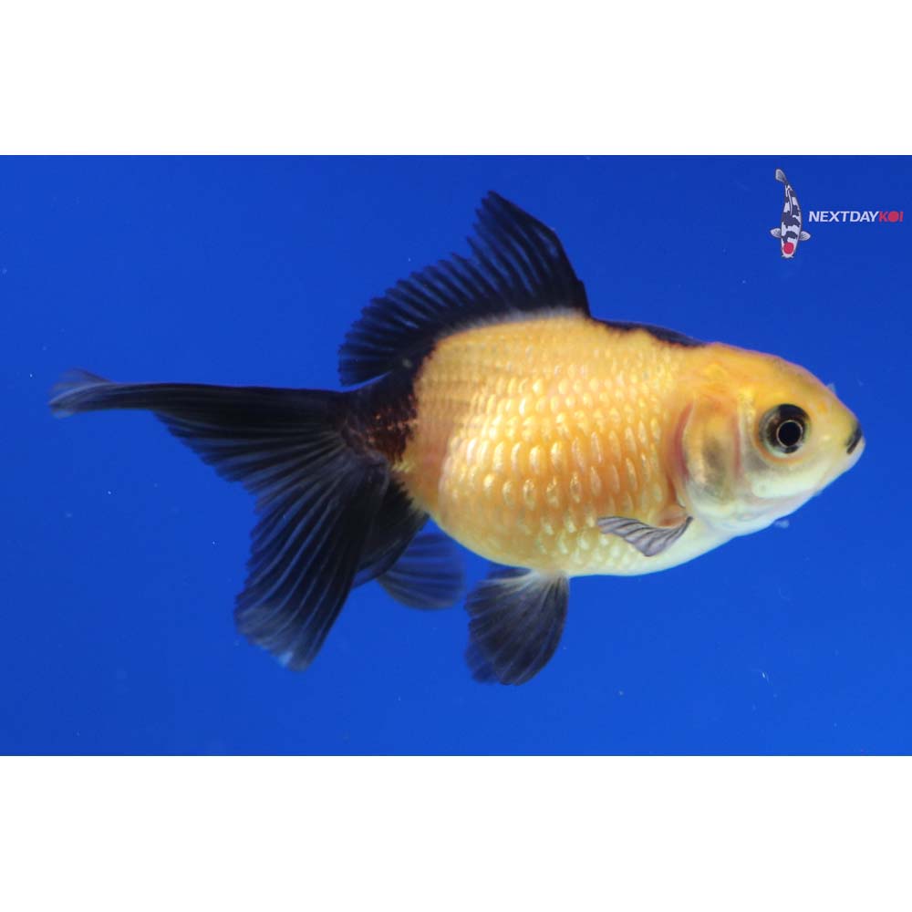 2” Imported Yellow and Black Pearlscale