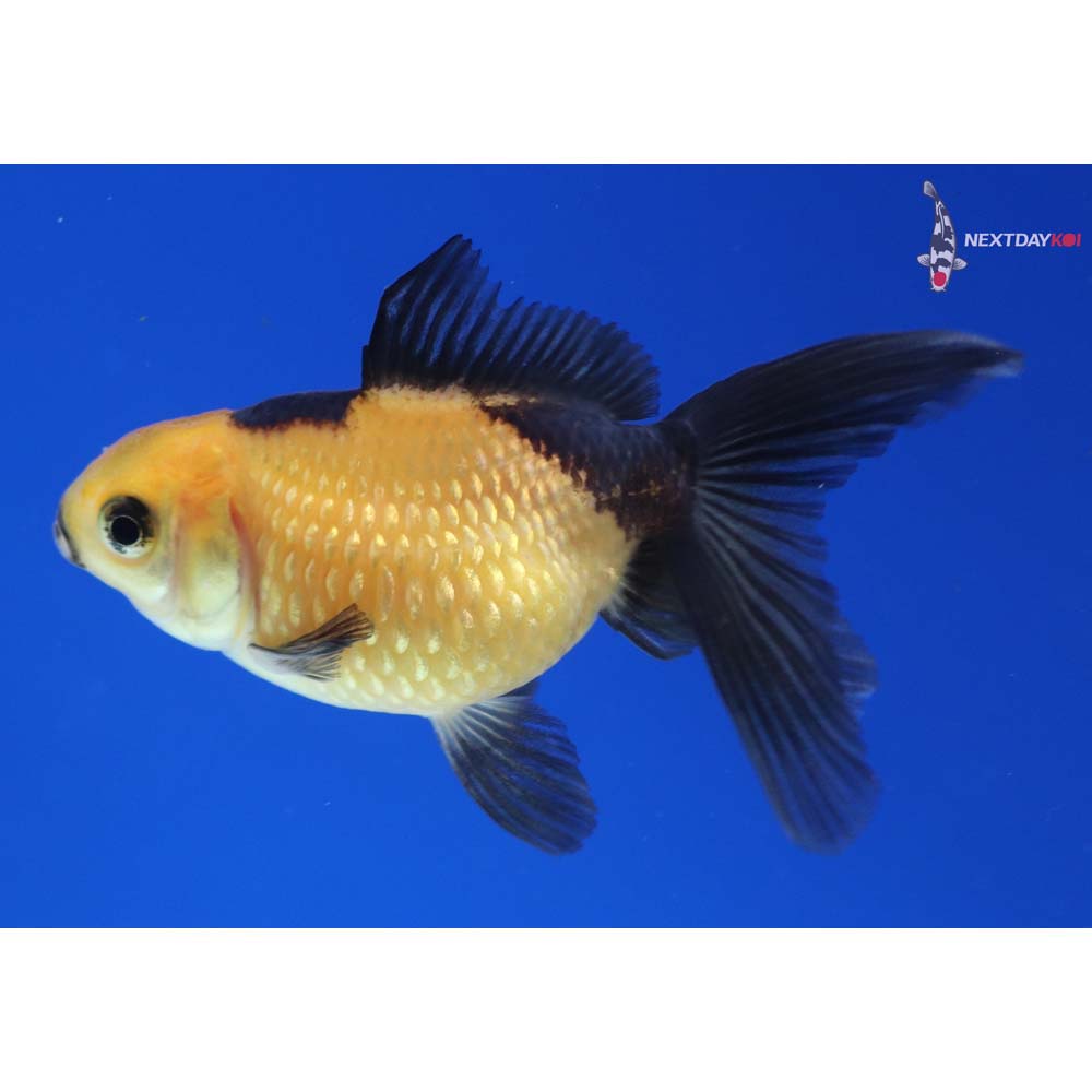 2” Imported Yellow and Black Pearlscale