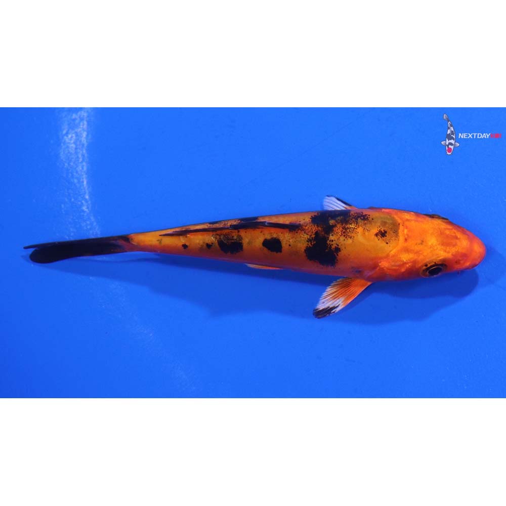 3.5” Imported Doitsu Kin Aka Bekko
