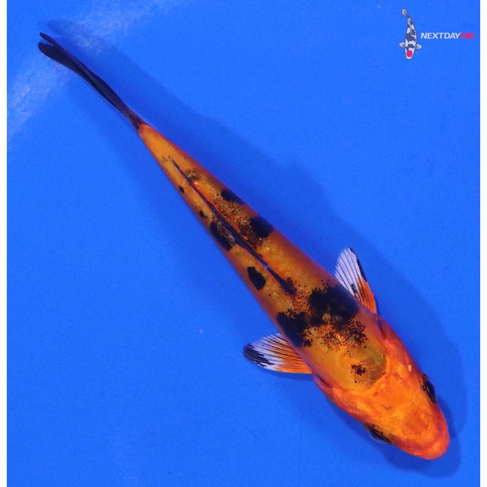 3.5” Imported Doitsu Kin Aka Bekko
