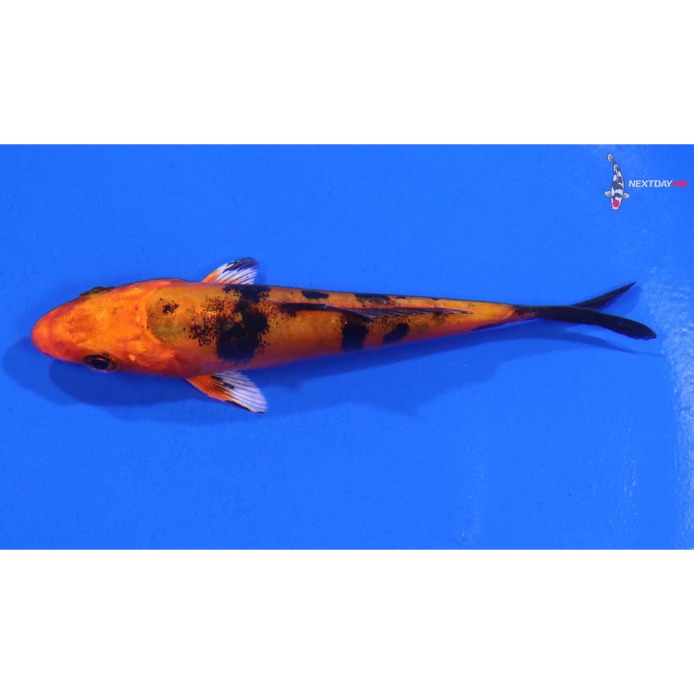 3.5” Imported Doitsu Kin Aka Bekko